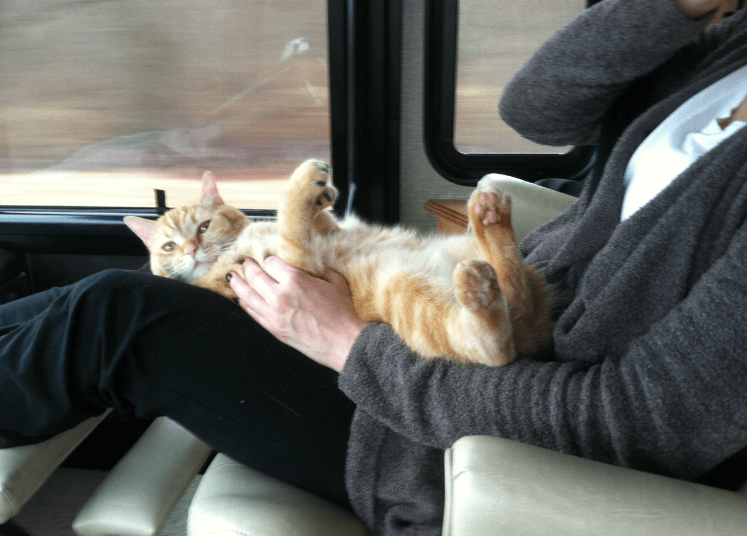 The Ultimate Guide to Traveling with Pets