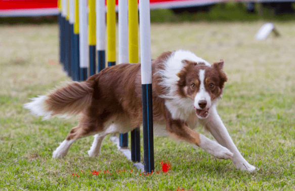 The Benefits of Canine Enrichment Activities